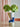 Dachsy Vase set fra en anden vinkel