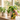Pinkstribet potteskjuler fra Kersten med plante