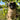 Large pug vase in stoneware – Quail
