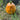 Pumpkin Jar with Lid in Ceramic – Caja Company
