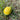 Decorative Ceramic Lemon, Small – Caja Company