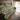 Quilt Ethnic plaid i bomuld, tiger/grøn – EJA