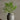 Fern - artificial stem